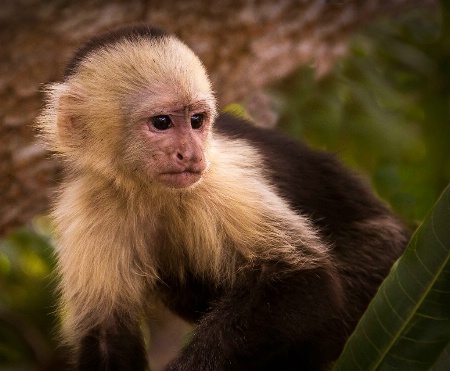 Young Capuchin[1]
